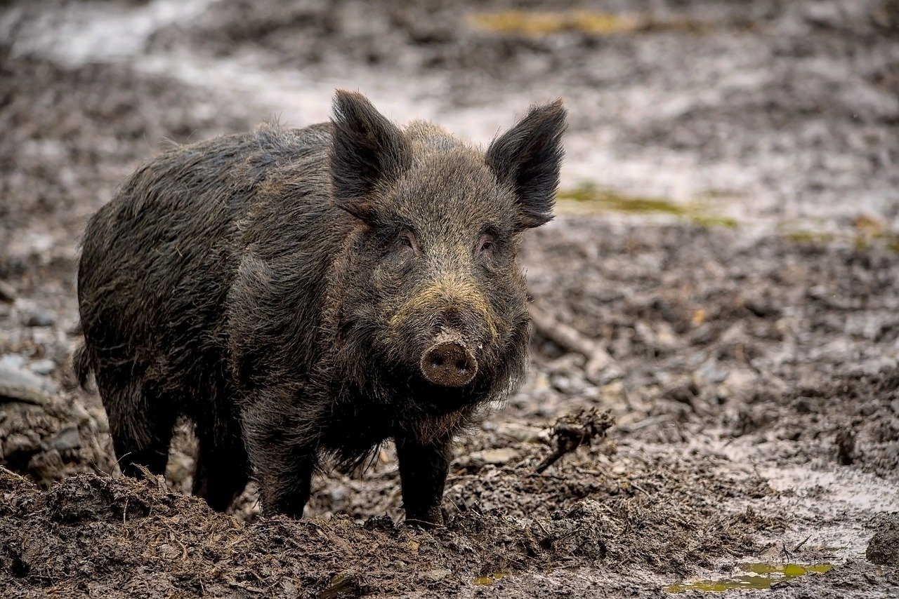 wildschwein 1280