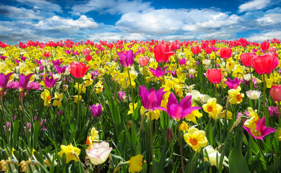 blumen-tulips-